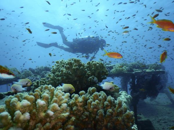 一项研究为拯救红海珊瑚礁带来了新的希望
